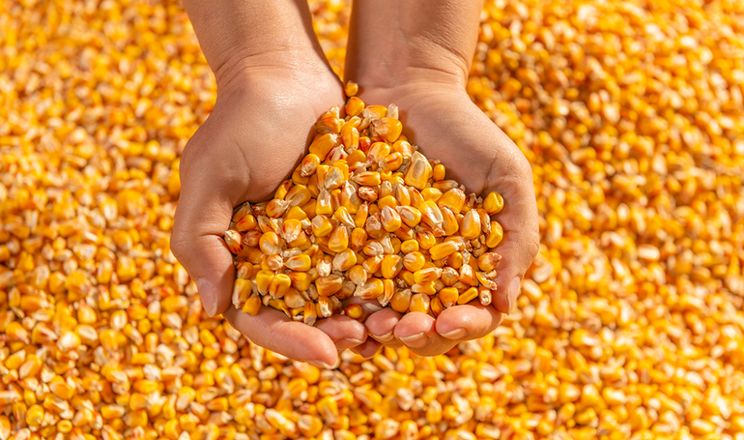Corn Image