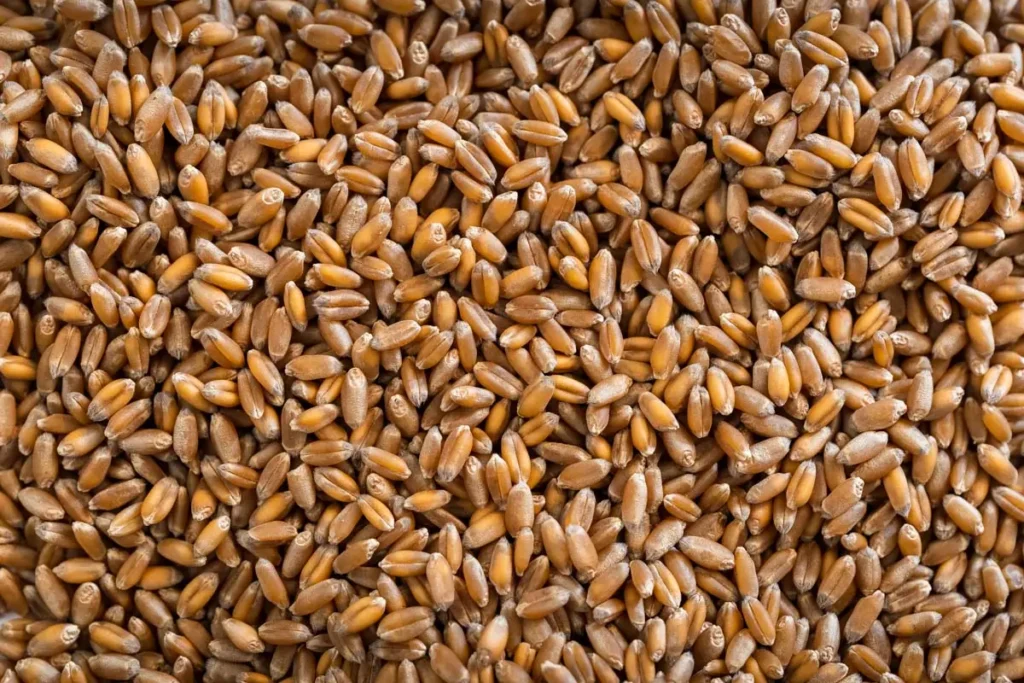 Wheat